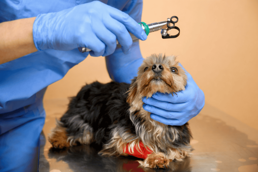 conjunctivita la caini si pisici