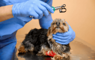 conjunctivita la caini si pisici