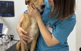 Dr. Diana Soare, medic veterinaar oncolog în cadrul Spitalului Veterinar The Vets Tineretului