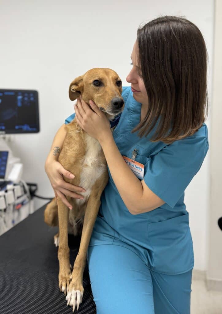 Oncologia veterinară
