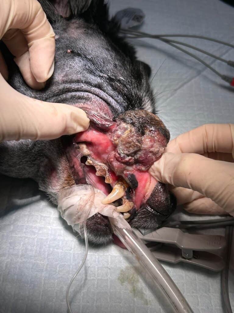 tumorile orale la animale