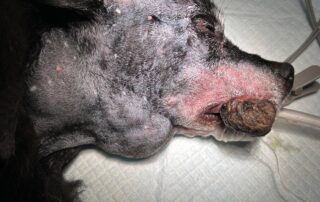 tumorile orale la animale