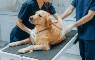 Câine apatic evaluat într-un serviciu de urgență veterinară