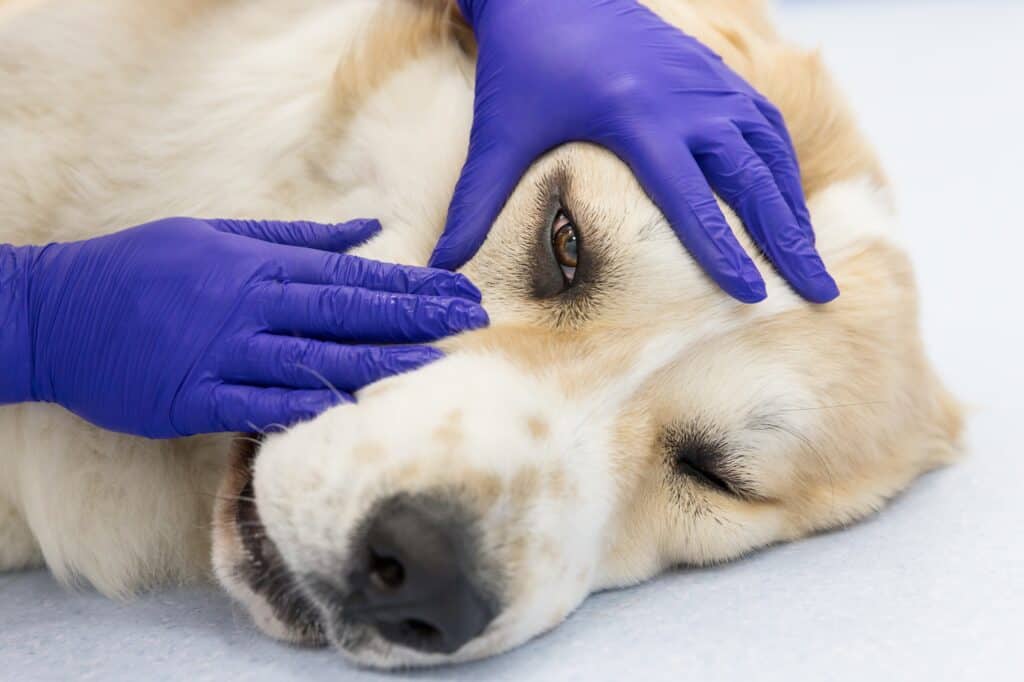 Câine cu ochi iritat examinat în cadrul unui consult oftalmologic veterinar