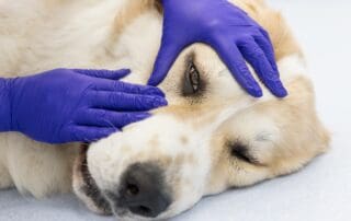 Câine cu ochi iritat examinat în cadrul unui consult oftalmologic veterinar