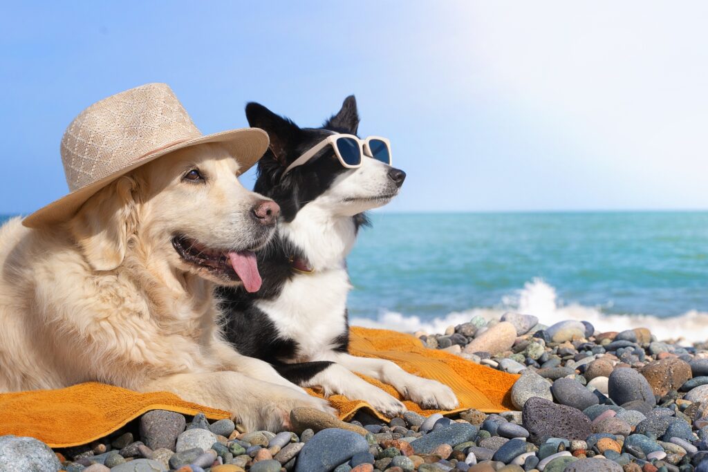 Câine pe plajă în timpul vacanței, protejat de soarele puternic