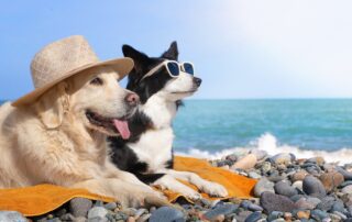Câine pe plajă în timpul vacanței, protejat de soarele puternic